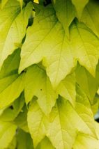 Live Plant Golden Boston Ivy Parthenocissus Fenway Park 2.5&quot; Pot Outdoor Garden - £49.55 GBP