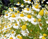 2000 Seeds Common German Chamomile Flower Seeds Organic Herb Tea Garden ... - $8.99