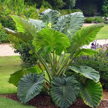 Giant Elephant Ear Colocasia Live Starter Plant Bulbs Tropical Fast Growing - $353.21 MXN+
