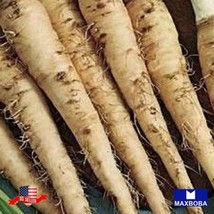 180 seeds Sandwich Island Salsify Fast Sprout Heirloom Seeds Garden Wonders - $11.99