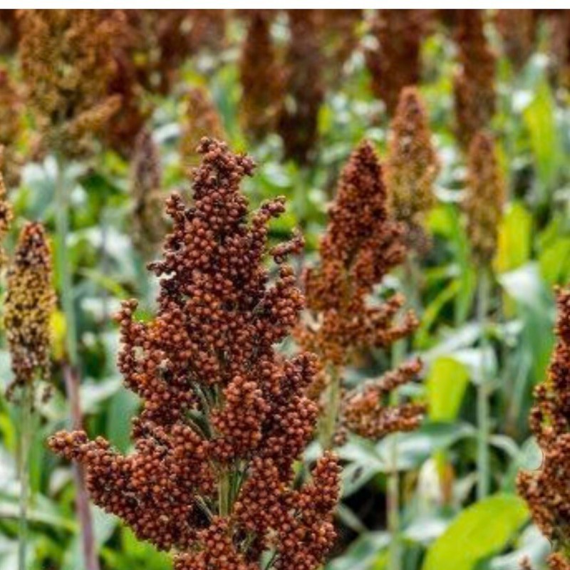 Red Milo BS Red Milo Grain Sorghum 150 Seeds Organic~Non-Gmo Fast Grow - Seeds ...