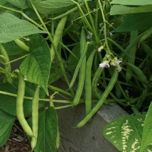 USA Seller 50 Bean Seeds Bush Provider Bean Seeds Treated Seeds Garden Seeds - £14.76 GBP