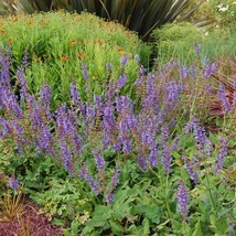 Salvia Transsylvanica Blue Cloud Seed Fresh Garden USA Shipping - $8.89