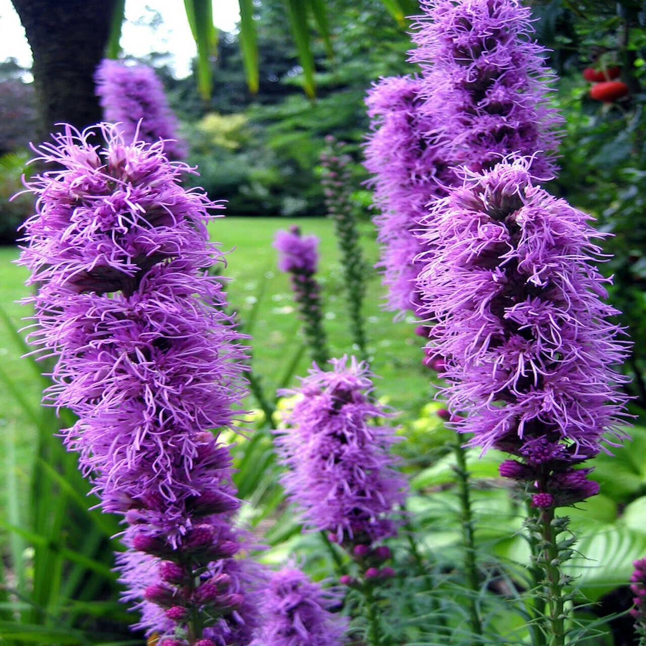 Liatris Spicata Blazing Star Gayfeather Pink Purple Flowering Native Per... - $36.85