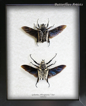 Real Beetles Goliathus Albosignatus PAIR Framed Entomology Collectible Shadowbox - £141.01 GBP