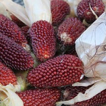 AD Strawberry Popcorn Corn Seeds 30 Vegetable Non Gmo Home Garden - $252.42 MXN