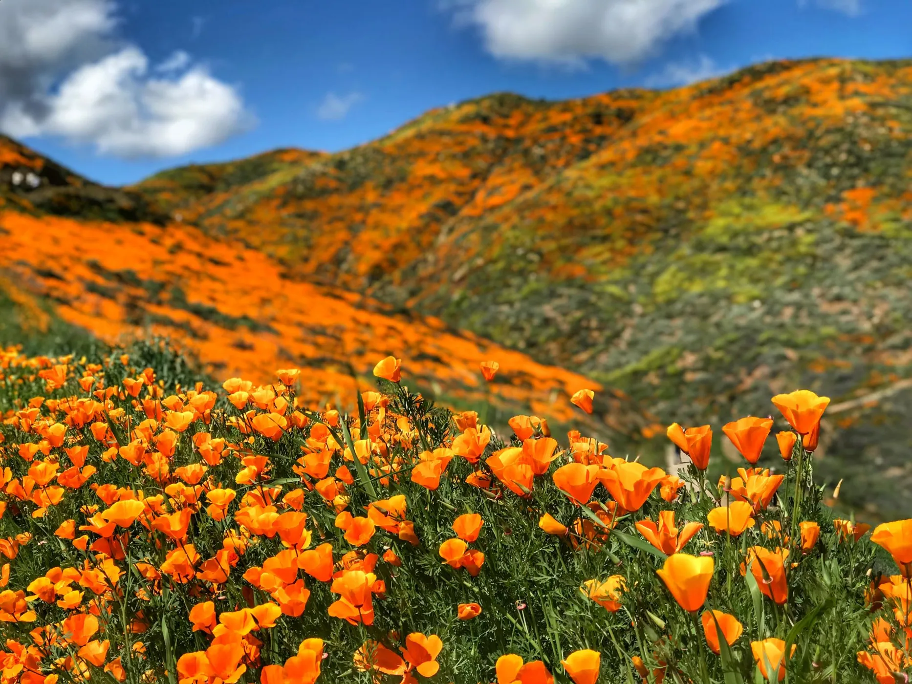 California golden poppy lake elsinore ca usa qjqu thumb200