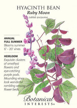 Ruby Moon Hyacinth Bean Seeds 35 Grams USA Seeds Fast Shipping - $23.48