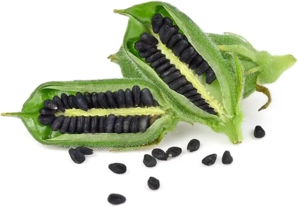 Black Sesame Seeds For Planting-Kurogoma (500 Seeds) Usa Seller - £15.88 GBP
