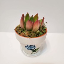 Handpainted Terra Cotta Planter with live Miranda Succulent, Floral Plant Pot 3" image 6