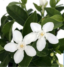 Asian Snow Jasmine Live plant~Wrightia antidysenterica - £29.49 GBP