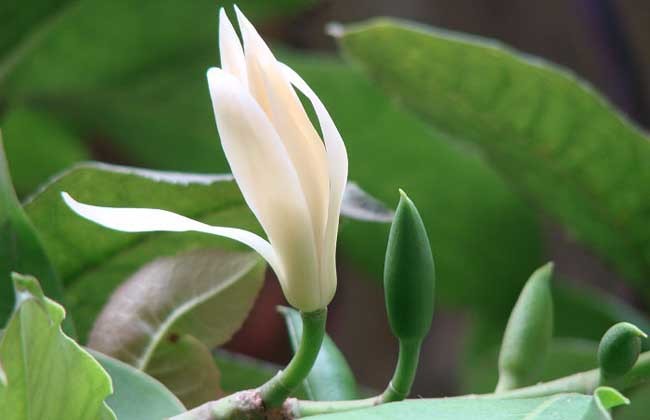 Michelia Alba Flower White Flowers, 20 SEEDS D