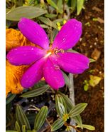 ECUADOR PRINCESS Tibouchina Bush Live Tropical Plant Purple Flower 2&quot; tall - $22.98