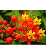 Milkweed TROPICAL Bloodflower Asclepias Monarch Butterfly Host Plant 100... - $7.88 CAD