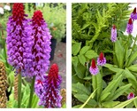 40 Seeds ORCHID PRIMROSE Primula Vialii Red Hot Poker Pink Purple Shade ... - $31.93