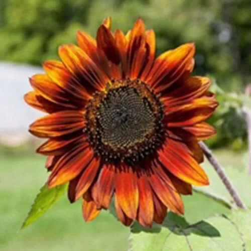 Velvet Queen Sunflower 100 Seeds - £7.67 GBP