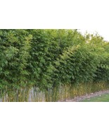 Bambusa textilis Blue bamboo - £3.12 GBP