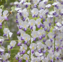 5 Pc Seeds Japanese Wisteria Flower, Vine Climbing Seeds for Planting | RK - £14.87 GBP