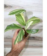 CARYOTA MITIS “VARIEGATED” FISHTAIL PALM TREE COMPANION PLANT POTTED - $237.17 CAD