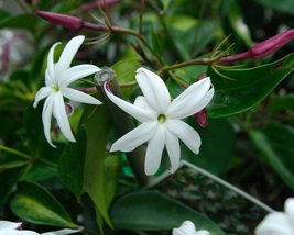 Angel Wing Jasmine, Jasminum nitidum Live Plant 6&quot; - $14.50