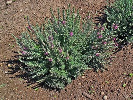 20 Cat Thyme Teucrium Marum Kitty Crack Mediterranean Germander Flower Herb Seed - £11.72 GBP