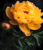 SG Exquisite Gold Double Peony 20 Seeds  - $6.31