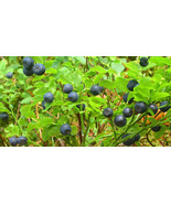 20 Common Bilberry Fruit Shrub European Blueberry Vaccinium   - £13.36 GBP