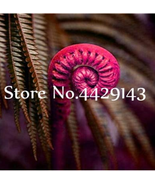 100 Seeds Seeds Edible Fern Bonsai Creeper Vines Grass Mixed Foliage Pla... - $10.87