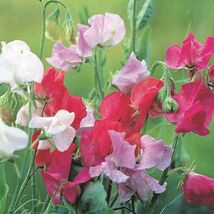Royal Family Sweet Pea Seeds, Ruffled Flower Blooms, Floral Scent, FREE ... - $2.20 CAD+