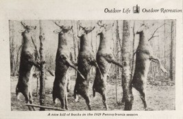 1930 Magazine Photo 5 Buck Deer Hanging from 1929 Pennsylvania Hunting Season - £7.80 GBP