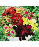 KBS Cole Rainbow Mix Flower Seeds Non Gmo Fresh Harvest Home Garden  - $245.82 MXN
