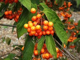 20 Tea Viburnum Seeds Viburnum Setigerum USA Shipping - £8.70 GBP