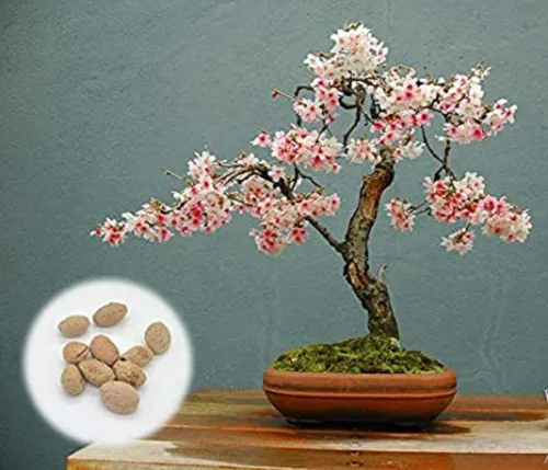 20 Japanese Flowering Cherry Blossom Bonsai Seeds Exotic Bonsai Seed Fresh Seeds - £19.64 GBP
