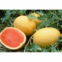 10 Organic Golden Midget Watermelon Seeds Sweet Juicy Melon Fresh Seeds USA - $17.00