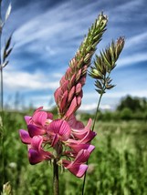 FREE SHIPPING 50+ seeds Pink Sainfoin {Onobrychis viciifolia}  - £10.40 GBP