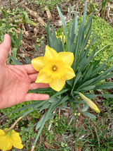 Daffodil (Narcissus  pseudonarcissus) Flower Bulbs- Mixed Varieties- 15 ... - $20.95