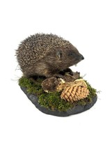 Hedgehog Taxidermy Mount Full Body - £270.04 GBP