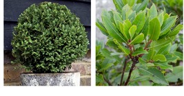6-10&quot; Tall Live Plant,Bay Leaf Tree -  3&quot; Pot - Sweet Bay Laurel, Laurus nobilis - £70.97 GBP