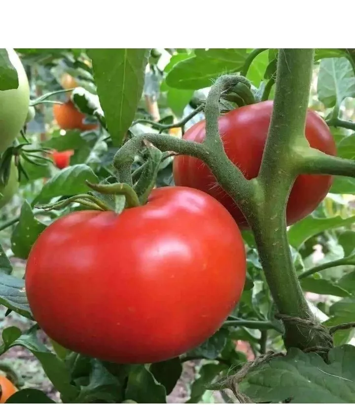 FG ?Sub Arctic Plenty - One of the very first to ripen! - 45-50 Days! - 30+Seeds - £9.88 GBP