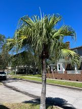 Chinese Fan Palm  Livistona chinensis  10 Seeds - €6,74 EUR