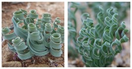 Albuca concordiana Fresh seeds 10 Seeds - £24.40 GBP