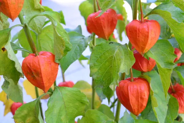 Top Seller 100 Chinese Lantern Winter Ground Cherry Japanese Physalis Al... - $14.60