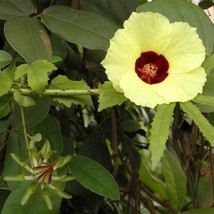 US Seller Hibiscus Surattensis Bush Sorrel Wild Sour 10 Seeds Fast Shipping - $17.20