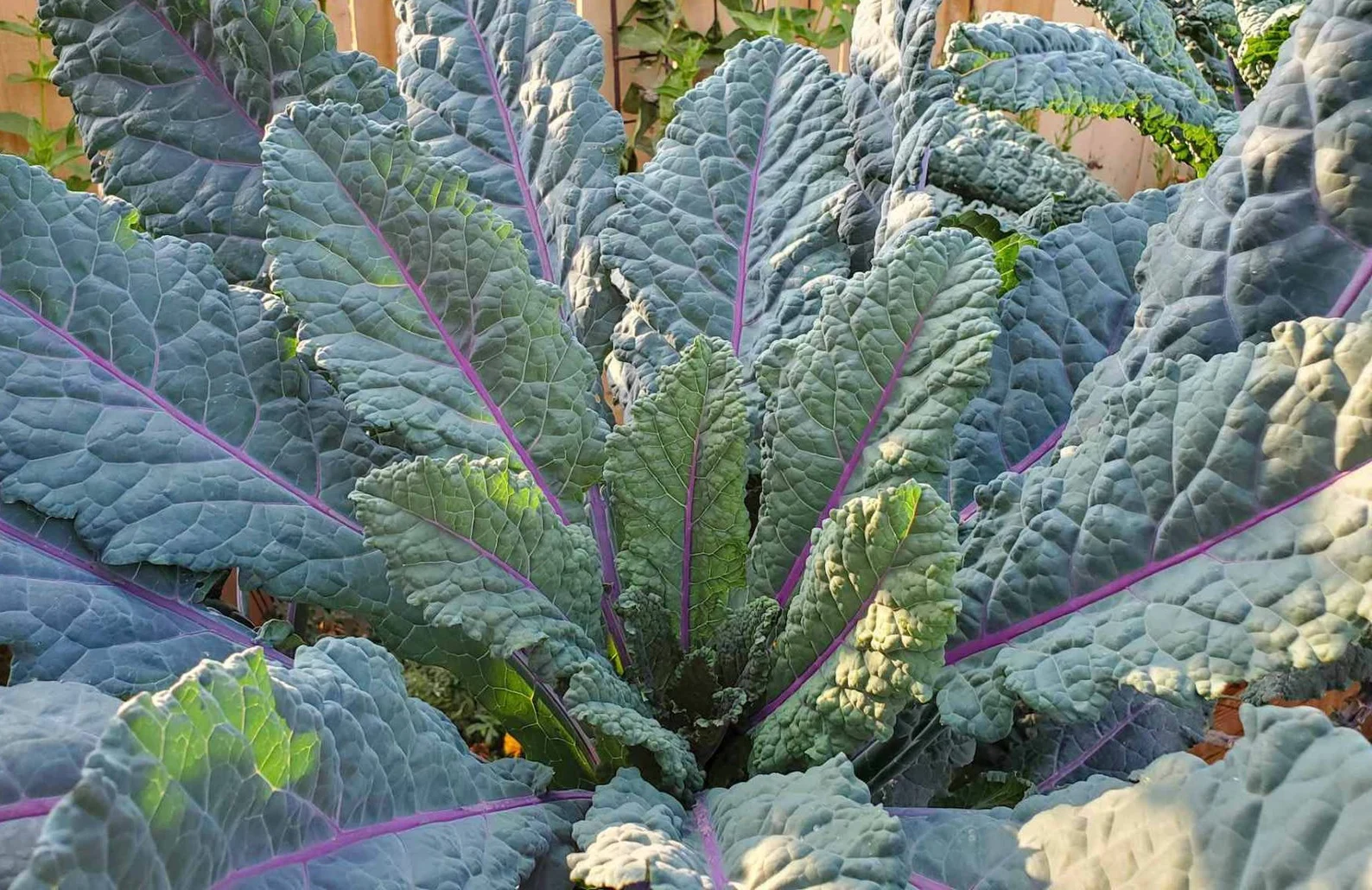 Kale Dazzling Blue, 75 Seeds R - £12.80 GBP