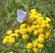 1000 Tansy Seeds Tanacetum Vulgare Perennial Flower Seeds - $8.99