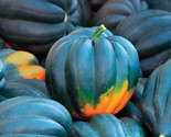 20 Table Queen Acorn Winter Squash Seeds Fast Shipping - $8.99