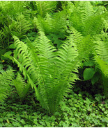 5 Tennessee Ostrich Glade Fern Matteuccia Struthiopteris Rhizome Root - $35.96
