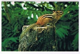 Animal Postcard Canada Chipmunk Listens To Forest Sounds - £2.33 GBP