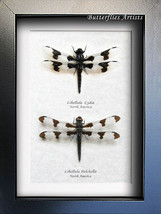 Spotted Skimmer Libellula Pulchella &amp; Lydia Real Dragonflies Entomology ... - £87.12 GBP