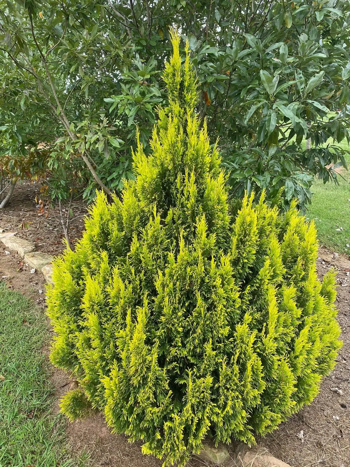 Quart Pot Golden Thuja Arborvitae Shrub/Tree - Live Plant, 8-14&quot; Tall Se... - $85.90